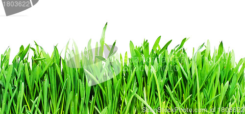 Image of Grass