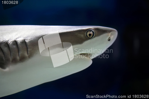 Image of Shark