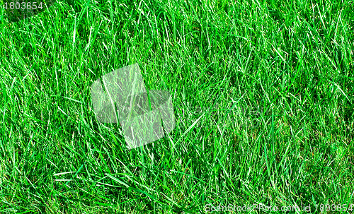 Image of Ideal grass