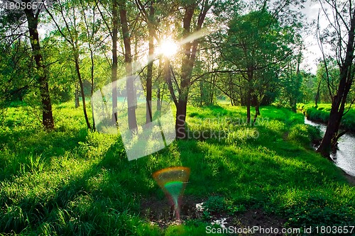 Image of sunset in the forest