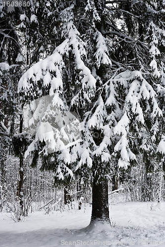 Image of Winter