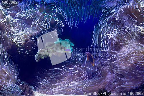 Image of Sea