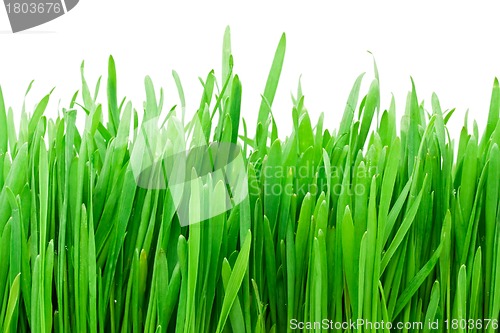 Image of Green lawn