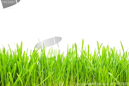 Image of green grass