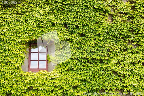 Image of Ivy covered wall and window