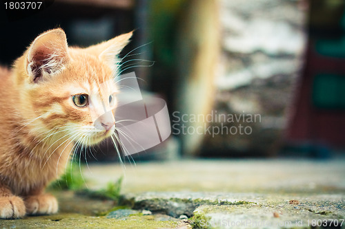 Image of red kitten