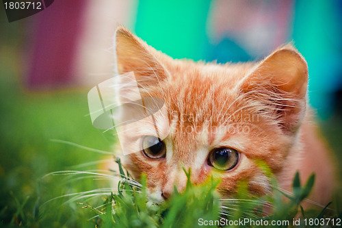 Image of Young kitten is hunting on green grass