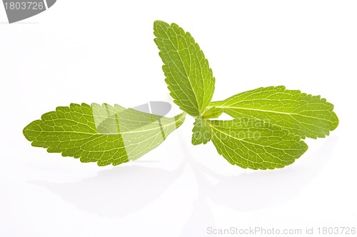 Image of Stevia Rebaudiana leafs isolated on white background 