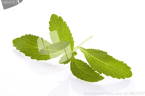 Image of Stevia Rebaudiana leafs isolated on white background 