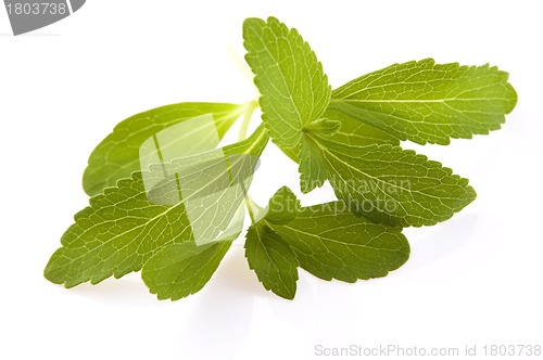 Image of Stevia Rebaudiana leafs isolated on white background 