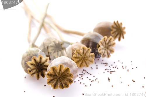 Image of Poppy seeds and poppy heads 