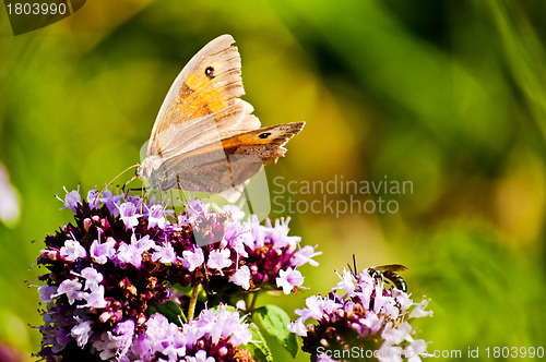 Image of Small heath, Coenonympha pamphilus