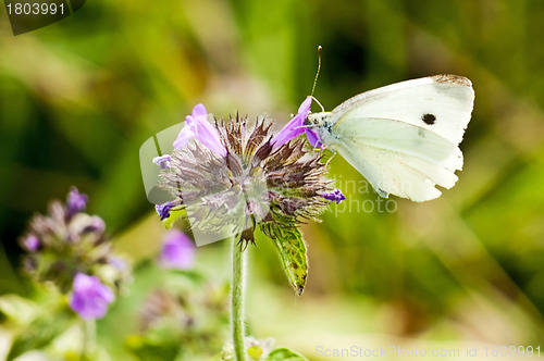 Image of cabbage butterfly, Pieris brassicae