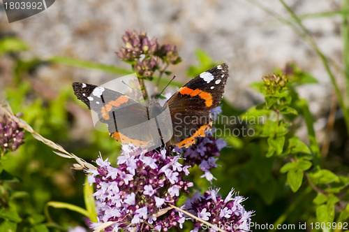 Image of Red admiral, Vanessa atalanta