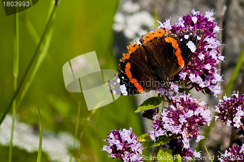 Image of Red admiral, Vanessa atalanta