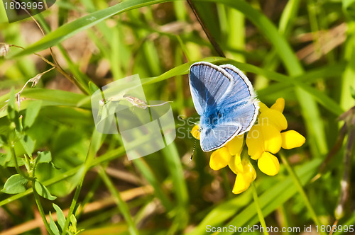 Image of common blue,  Polyommatus icarus