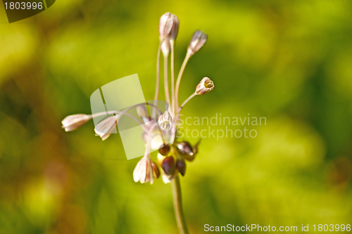 Image of Mountain leek,  Allium montanum