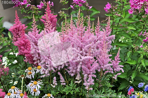 Image of flowering plants