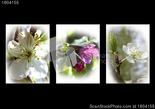 Image of  Three flowers