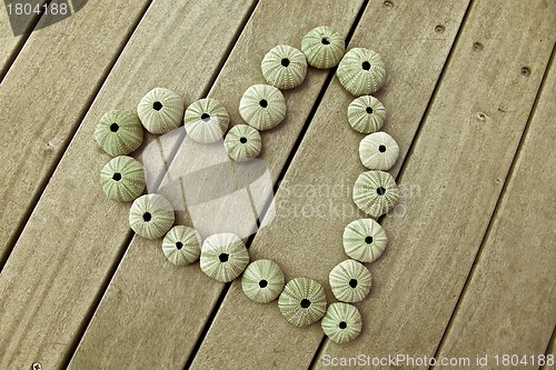 Image of Sea urchins