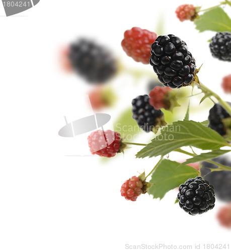Image of Fresh Blackberries