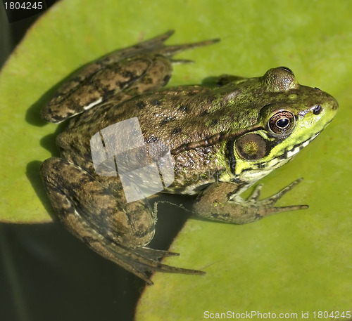 Image of Green Frog