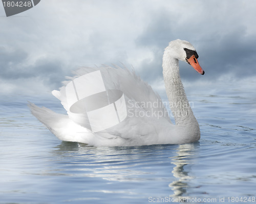 Image of White Swan