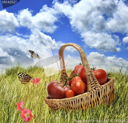 Image of Fresh Tomatoes