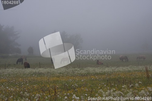 Image of horses in fog