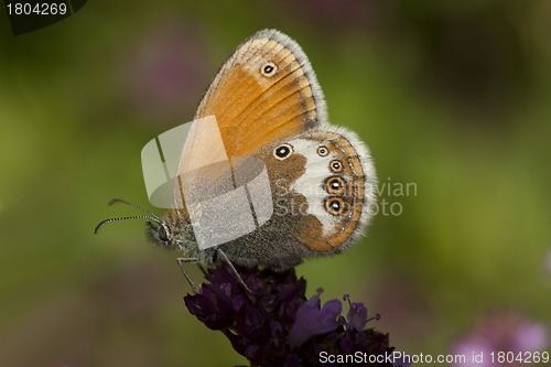 Image of orange butterfly