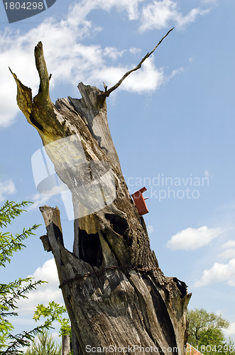 Image of tree trunk strengthen rusty chain. Nesting box sky 