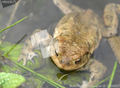 Image of common toad in wet ambiance
