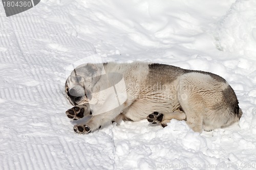 Image of Dog sleeping on snow