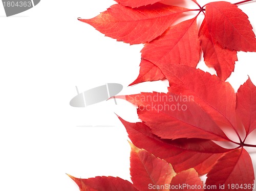 Image of Autumn leaves background with copy space