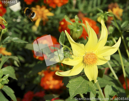 Image of flowers and bumblebee