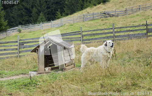 Image of dog and doghouse