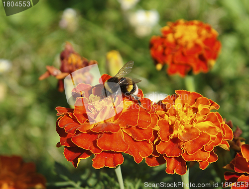 Image of red flowers and bumblebee