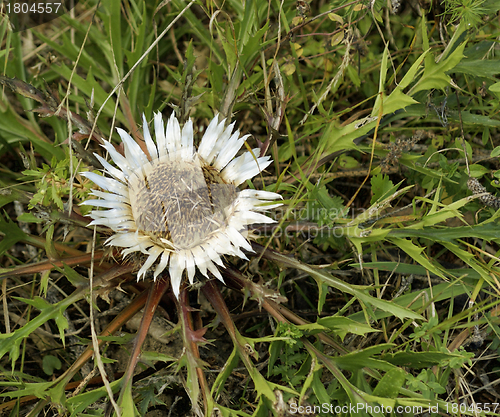 Image of Silver Thistle