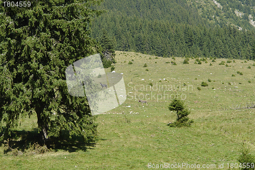 Image of Piatra Craiului Mountains