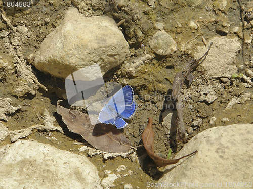 Image of blue butterfly