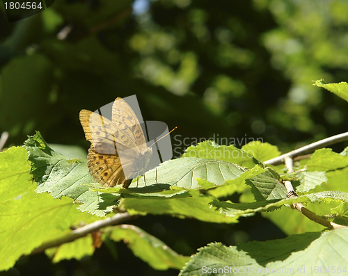 Image of Silver-washed Fritillary