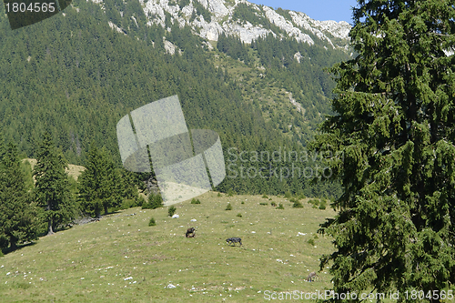 Image of Piatra Craiului Mountains