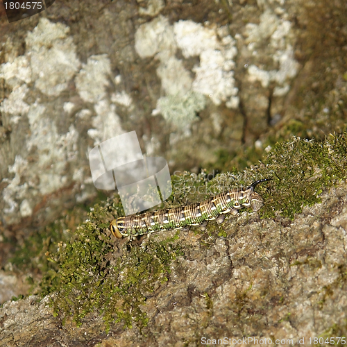 Image of Pine Hawk-moth caterpillar