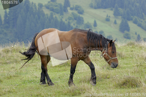 Image of horse in the Carpathians