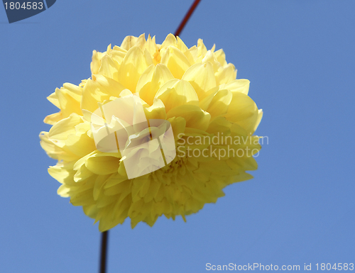 Image of yellow flower