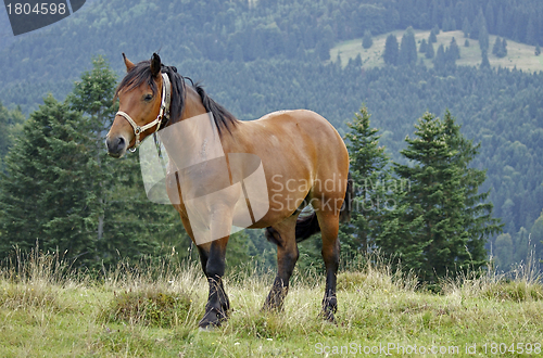 Image of horse in the Carpathians