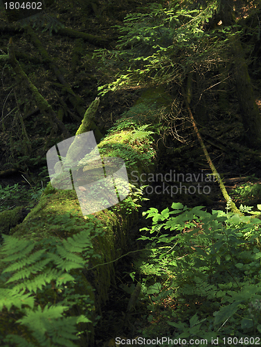 Image of overgrown tree trunk