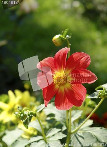 Image of red flower