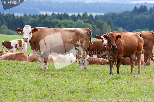 Image of Dairy cows in pasture