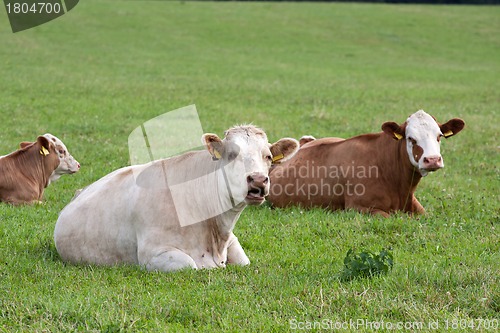 Image of Dairy cows in pasture